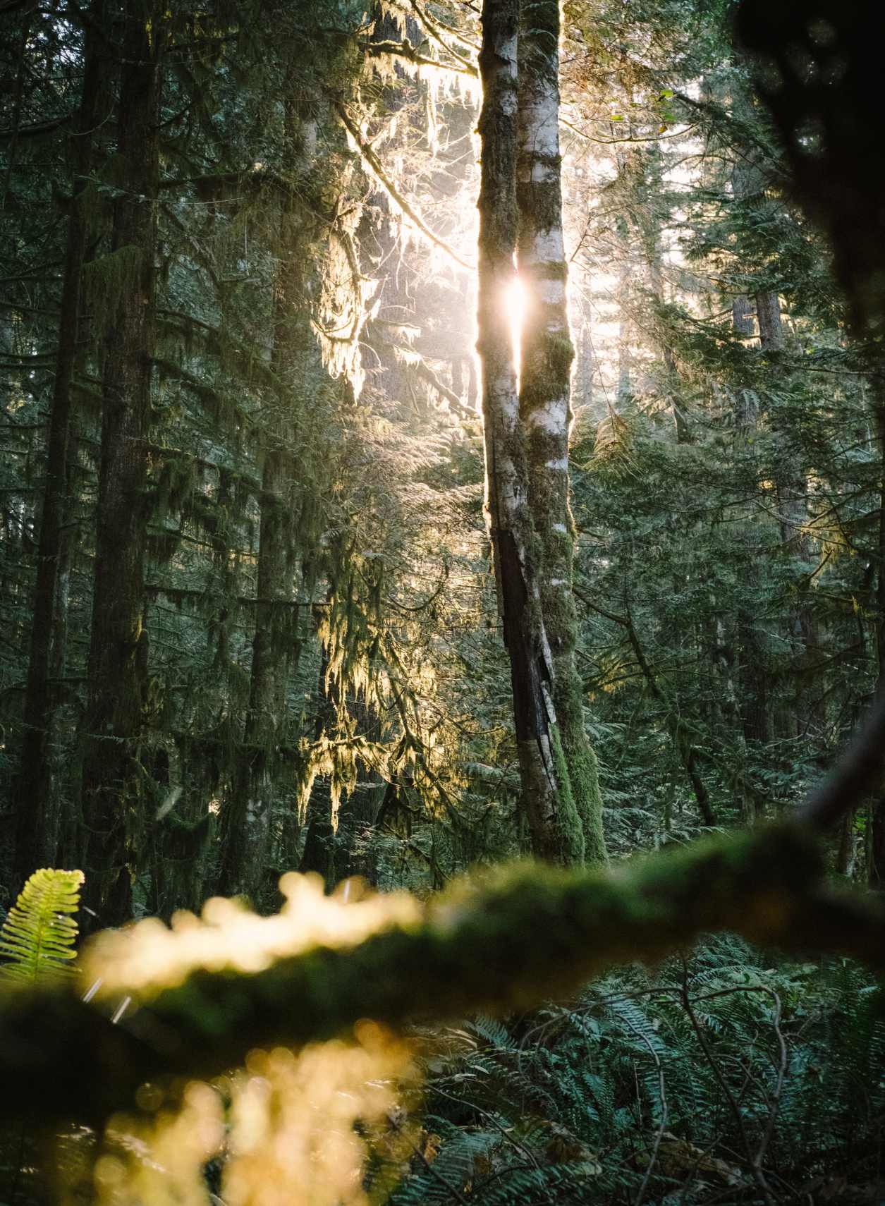 The West Coast Trail